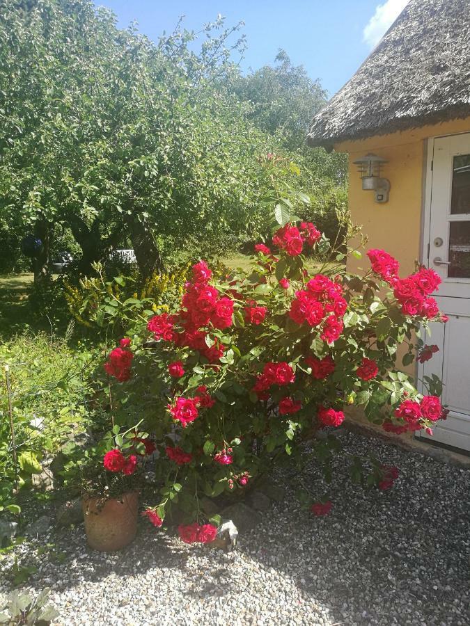 Bella Bed And Breakfast Stevns Arnoje ภายนอก รูปภาพ